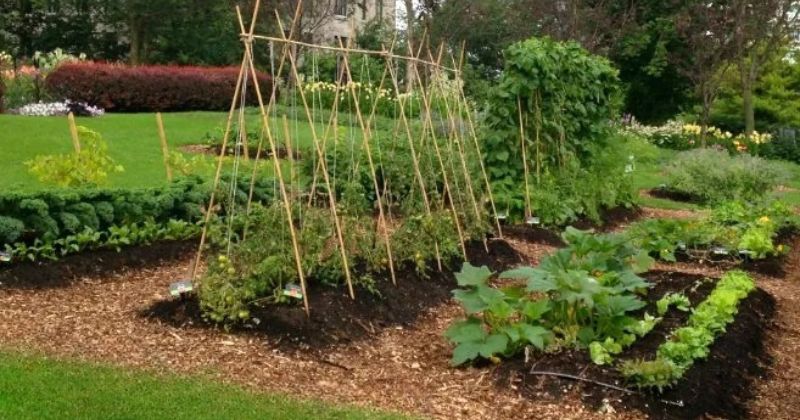 10 conseils pour bien commencer votre potager .