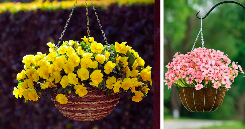 11 plantes parfaites pour des suspensions florissantes en plein soleil