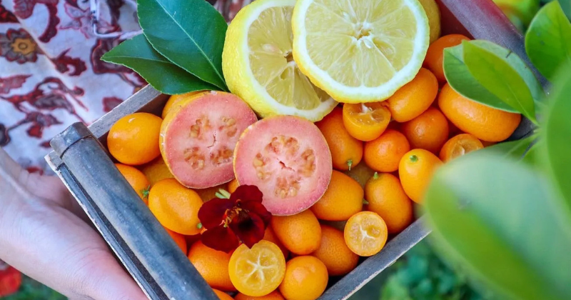 20 herbes, fruits, légumes et fleurs tolérants à la chaleur à cultiver en été .