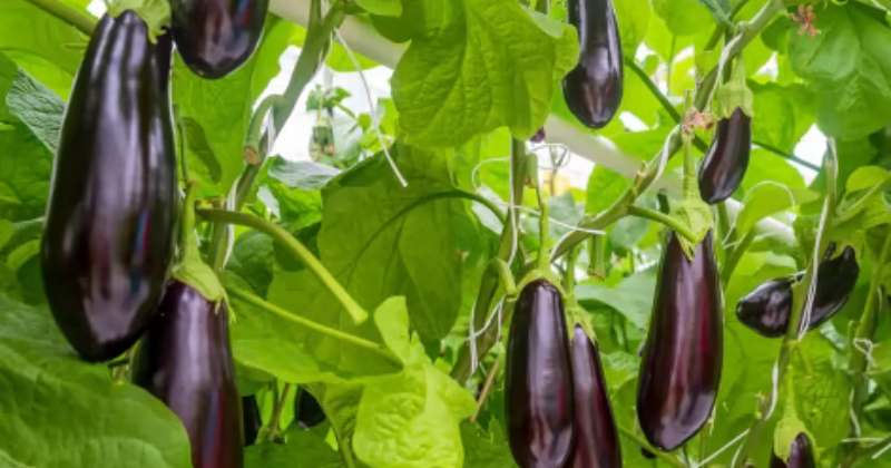 3 façons de résoudre les problèmes de pollinisation des aubergines