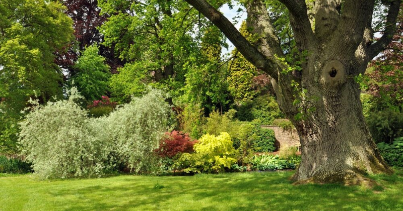 3 petits arbres pour le paysage !