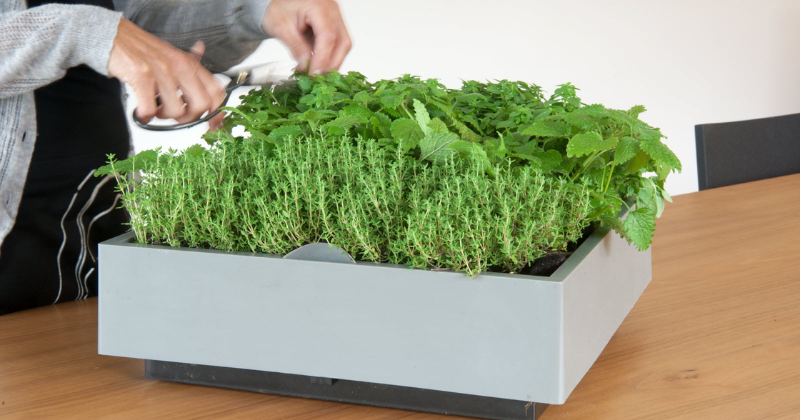 5 Conseils d’Entretien pour le Lit d’Herbes Aromatiques