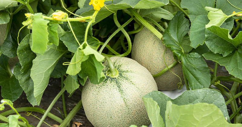 5 Mini melons pour petits jardins et conteneurs