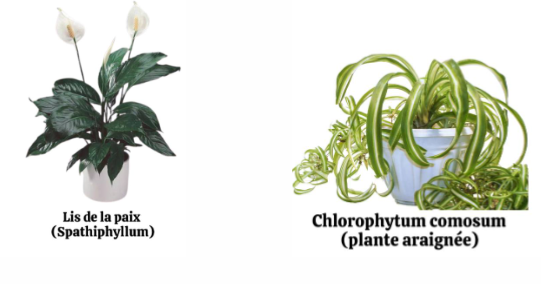 5 Plantes d’Intérieur qui sont d’Excellents Purificateurs d’Air