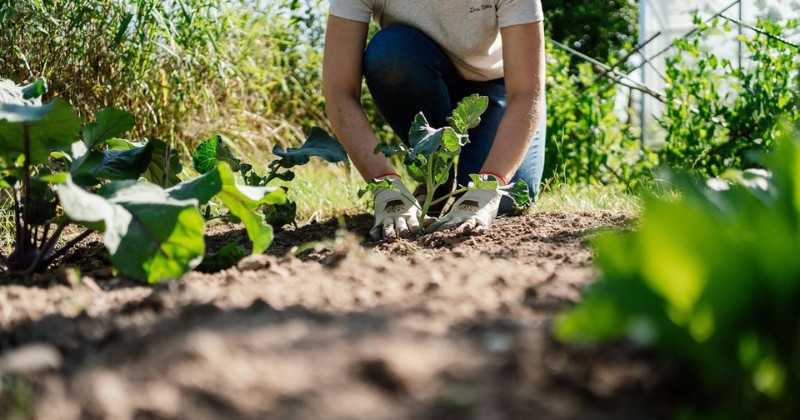5 façons différentes de gagner de l’argent en tant que jardinier .