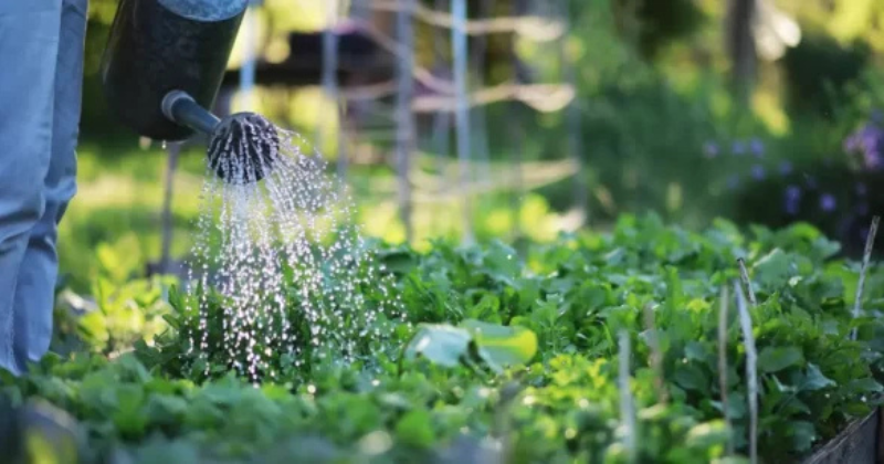 5 façons simples de réduire le coût de l’arrosage de votre jardin.