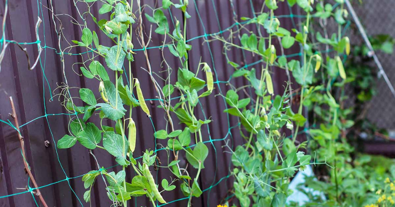 5 raisons (et solutions !) pour la chute des bourgeons de pois de senteur.