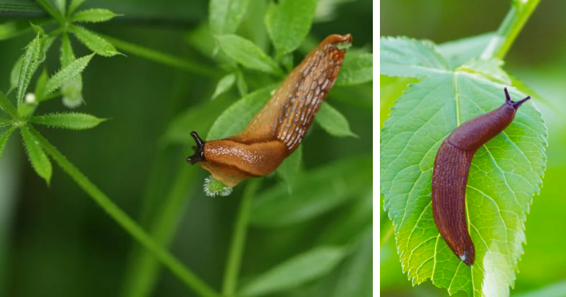 7 astuces naturelles pour éloigner limaces et escargots de votre potager