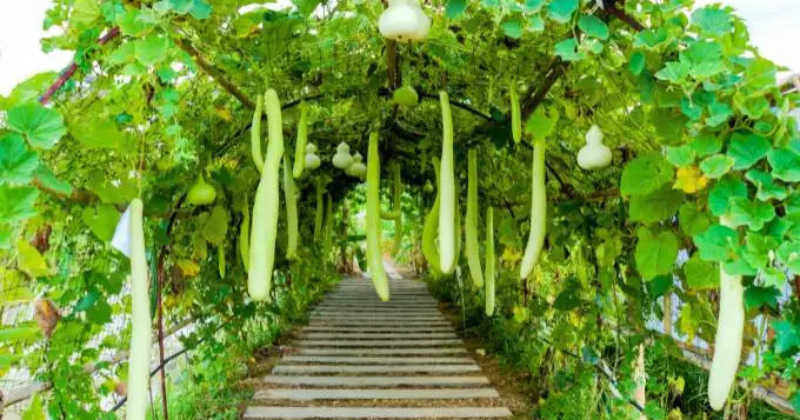 7 conseils pour cultiver des légumes grimpants