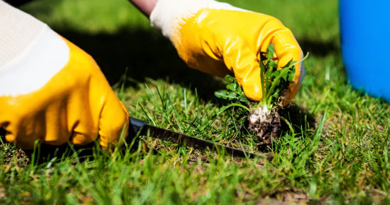 7 conseils pour une pelouse luxuriante et saine