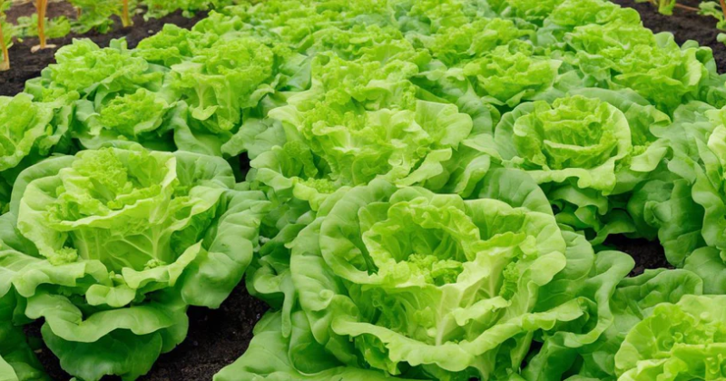 8 Conseils Essentiels pour Réussir la Culture de la Salade