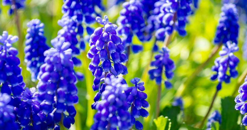 9 des meilleures variétés de jacinthes de raisin pour votre jardin