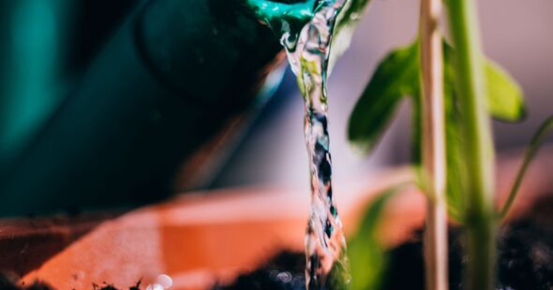 À quelle fréquence dois-je arroser mes plantes ?