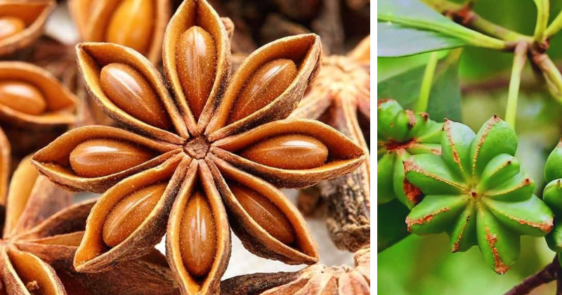 Anis étoilé à domicile : cultivez ce trésor aromatique chez vous !
