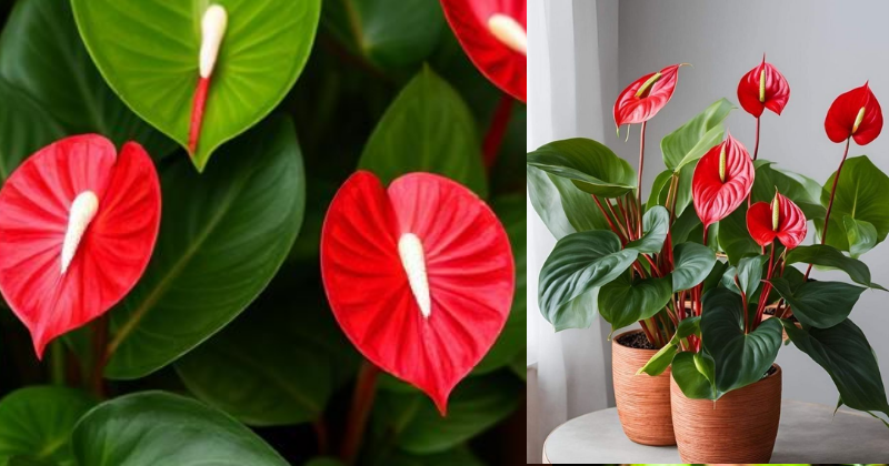 Anthurium rouge : Cultivez-le ainsi pour qu’il fleurisse toujours et ait des feuilles brillantes !