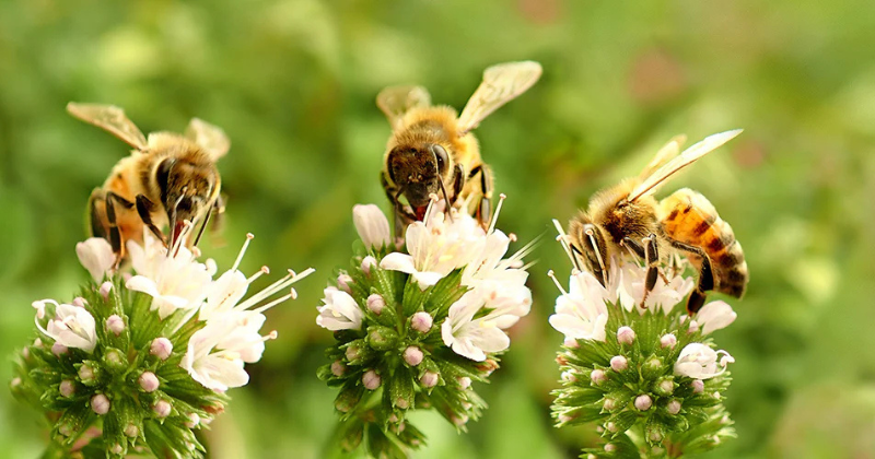 Arbustes respectueux des abeilles : Les 15 plus beaux arbustes pour les abeilles
