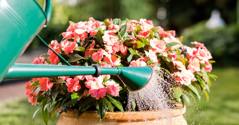 Arrosez votre jardin de la bonne façon (arrêtez de tuer vos plantes !)