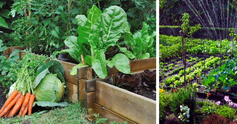 Associations de Plantes à Cultiver Ensemble pour un Jardin Plus Productif et Résilient