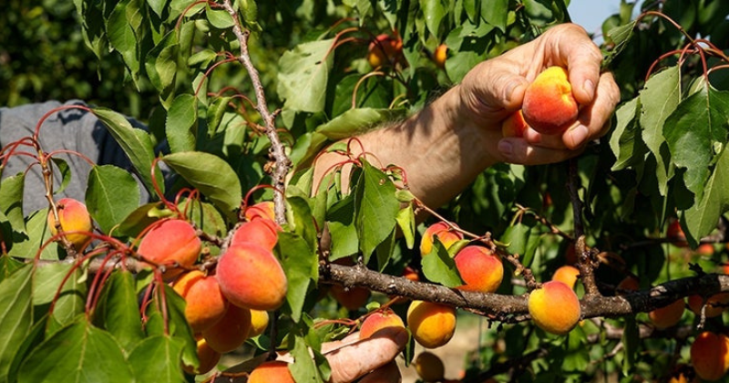 Atelier de taille des fruits d’été