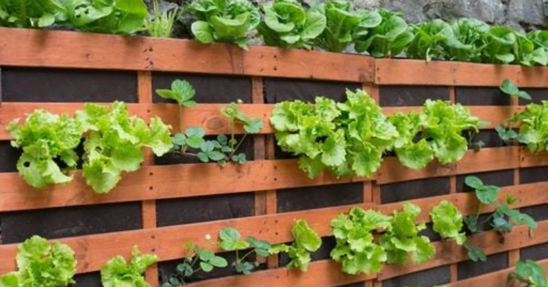 Beaucoup de jardin pour peu d’argent