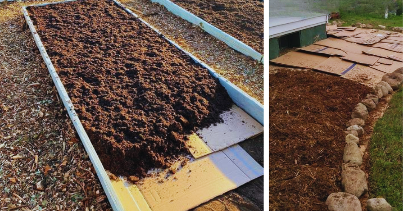 Carton Potager : Astuces et Précautions pour un Jardin Écologique