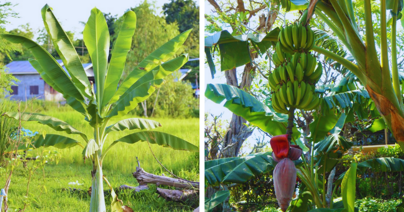 Cercosporiose du bananier : Comment protéger efficacement vos plants