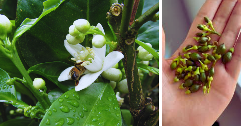 Chute des fleurs et mauvais nouaison chez les agrumes : causes scientifiques et solutions efficaces