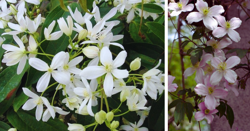 Clématites : Bien les planter pour une floraison éclatante