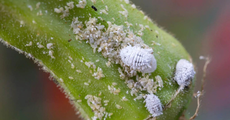 Cochenilles des Plantes : Comment les Éliminer Naturellement et Prévenir leur Apparition