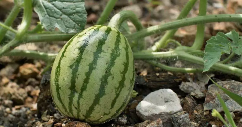 Combien de pastèques par plante ? Conseils pour maximiser la production