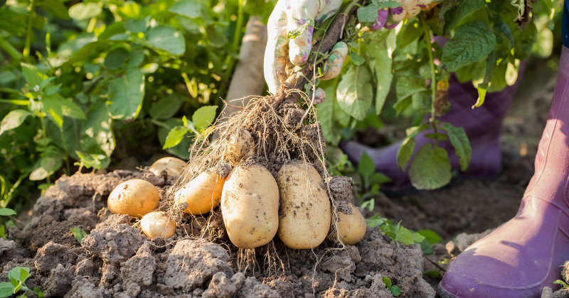 Combien de temps faut-il aux pommes de terre pour pousser ?