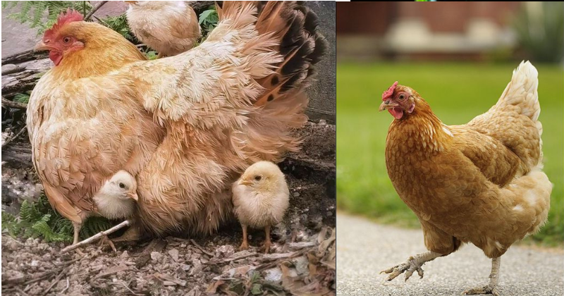 Comment Commencer l’Élevage de Poules Pondeuses