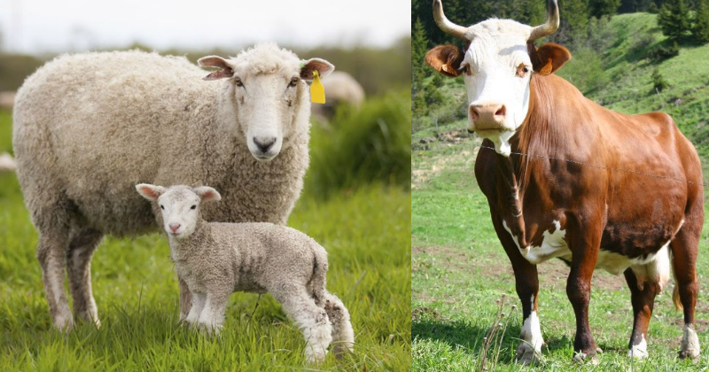 Comment Comprendre et Accompagner la Gestation de vos Animaux Domestiques