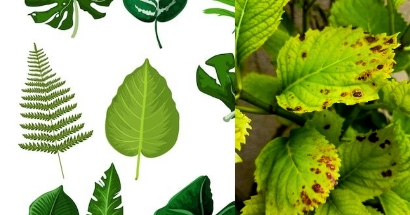 Comment Comprendre le Langage des Feuilles : Ce que Vos Plantes Essaient de Vous Dire