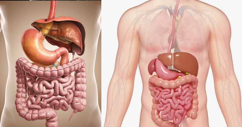 Comment Comprendre le Temps de Digestion Alimentaire : ce que votre estomac vous cache