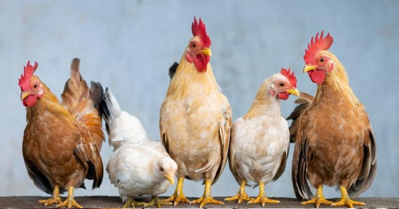 Comment Comprendre l’Évolution des Poulets dans Votre Jardin