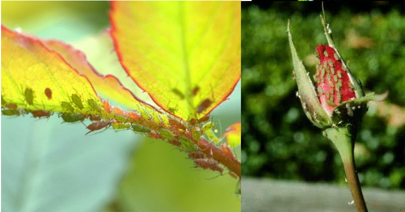 Comment Créer La Solution Peu Coûteuse Qui Chasse les Pucerons et les Fourmis des Rosiers, des Arbres et Autres Plantes !