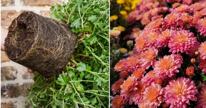 Comment Créer Le Moyen le Plus Simple d’Enraciner des Chrysanthèmes à Partir du Bouquet Reçu en Cadeau