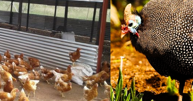 Comment Créer L’Élevage de Poules: Un Petit Pas Vers l’Autonomie et le Bien-Être