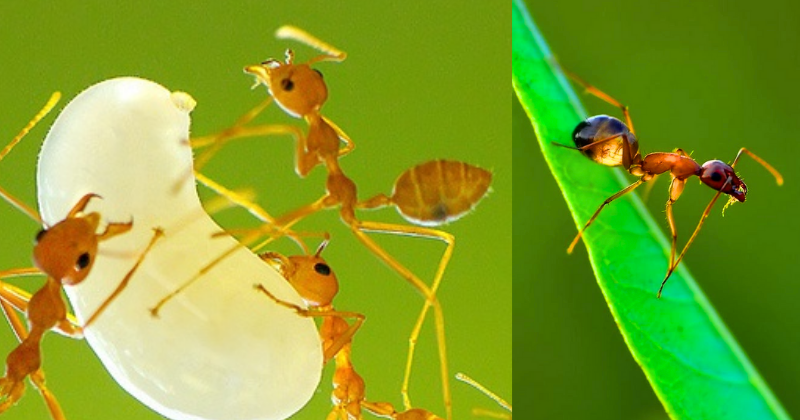 Comment Créer des Astuces Efficaces Contre les Fourmis au Jardin