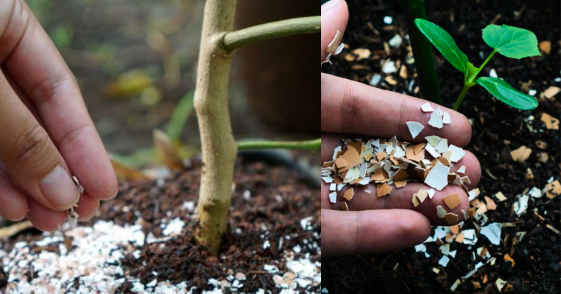 Comment Créer des Engrais Naturels Incroyables pour vos Plantes d’Intérieur