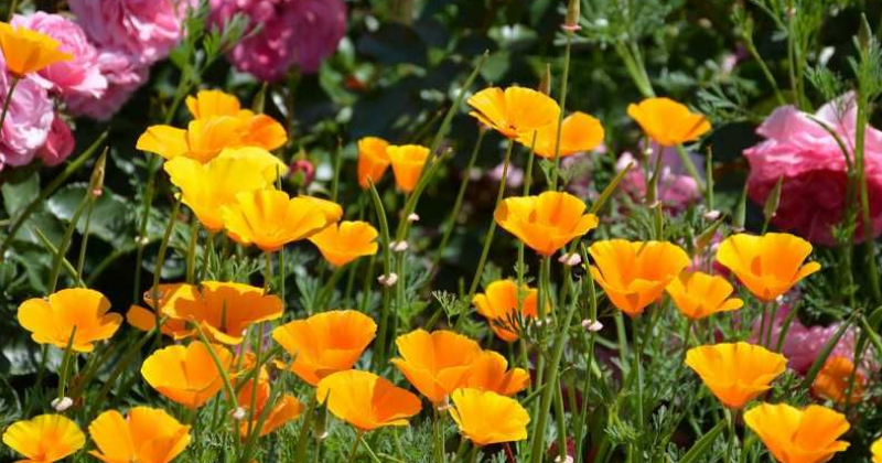 Comment Créer l’Exposition Parfaite : Votre Plante Reçoit-Elle la Bonne Dose de Soleil ?
