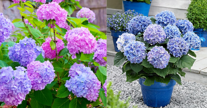 Comment Créer un Arc-en-ciel d’Hortensias en Maîtrisant le pH de Votre Sol