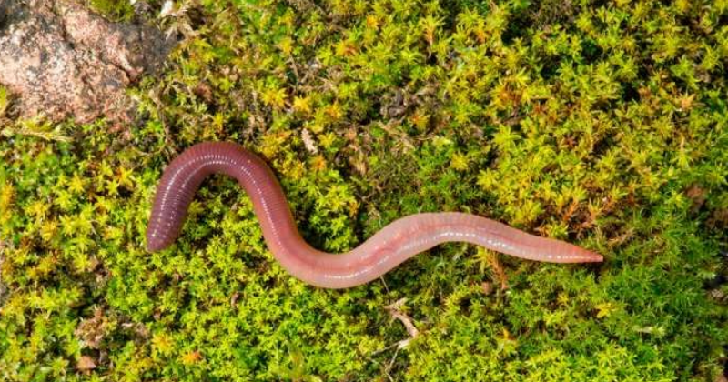 Comment Créer un Écosystème Florissant Grâce aux Vers de Terre