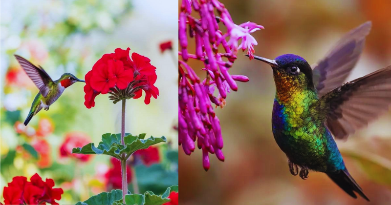 Comment Créer un Jardin Irrésistible : Plantez ces Fleurs Préférées des Colibris et Profitez des Visites de nos Amis qui Chamboulent le Quotidien
