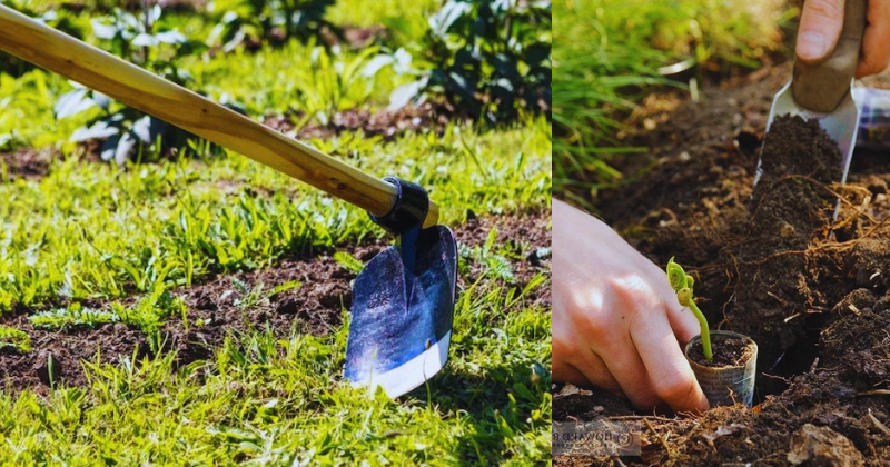 Comment Créer un Jardin Parfait : Guide de plantation des bulbes, légumes et fruits : la bonne profondeur pour une floraison et une récolte éclatantes