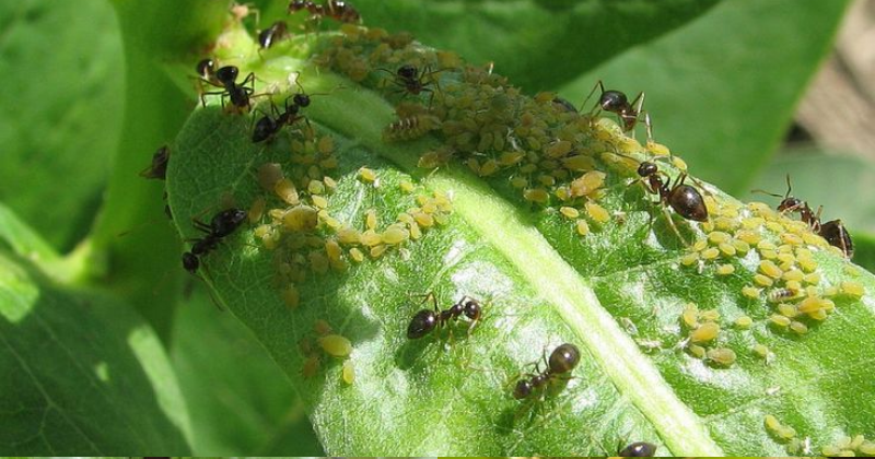 Comment Créer un Jardin de Plantes Répulsives contre les Insectes