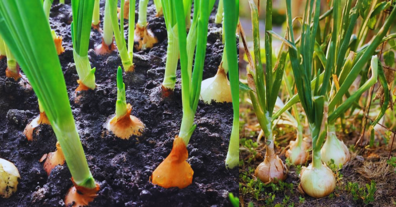 Comment Créer un Potager Parfait avec la Plantation d’Oignons à l’Automne !