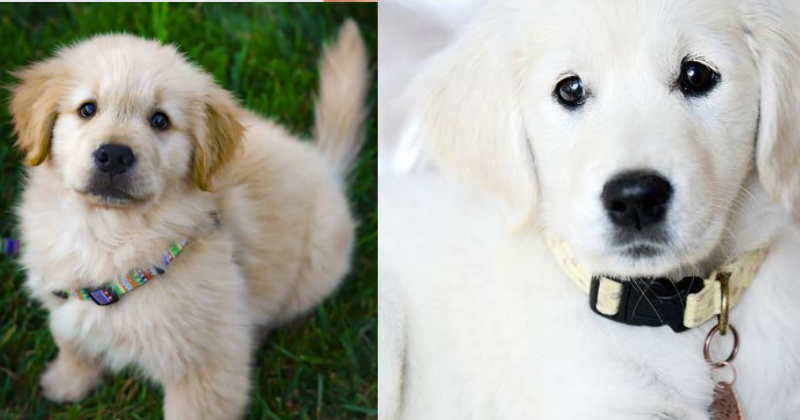Comment Créer une Connexion Profonde avec Votre Chien : Les chiens parlent avec leur corps ! Apprenez à décoder leurs émotions