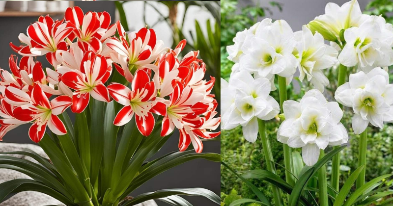Comment Créer une Floraison Spectaculaire d’Amaryllis : Faire Pousser et Refleurir cette Beauté Majestueuse
